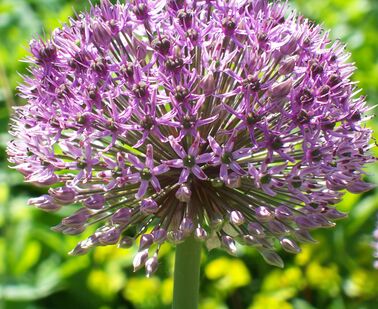 Lorem ipsum dolor sit amet