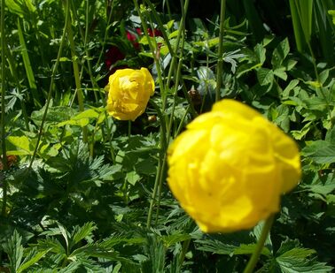 Vitae enim ridiculus sem