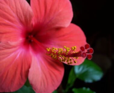 Tincidunt sagittis auctor