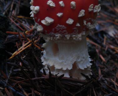 Quis nibh convallis fringilla