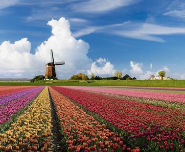 Studium v Nizozemsku