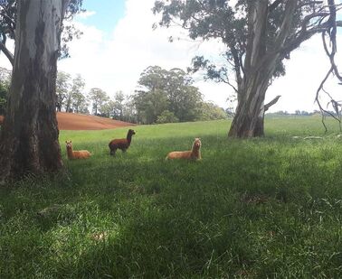 Austrálie - Vít Libovický