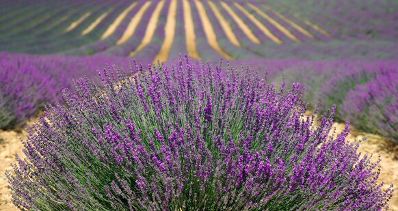 lavender-894919_1920 lavender-894919_1920