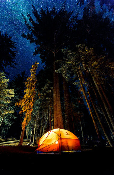 Redwoods Redwoods