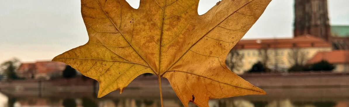 Podzimní Newsletter 2025